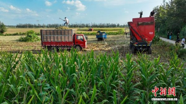 兴业配资 （乡村行·看振兴）山西屯留：金秋好“丰”景 玉米采收忙