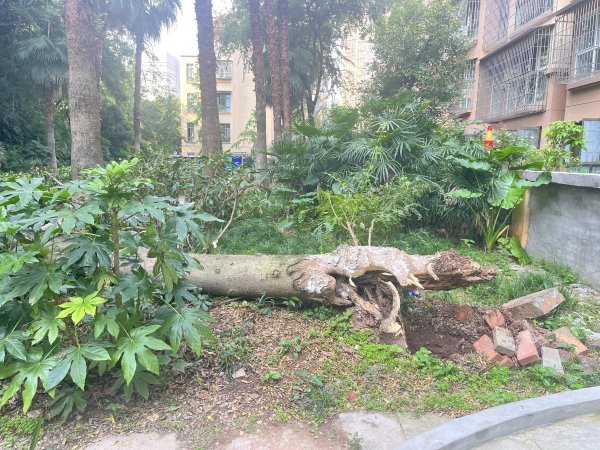 东程配资 资阳一小区树倒砸人后续：现场锯树清障，初步确认 “白蚁蛀根”，正寻除蚁方案